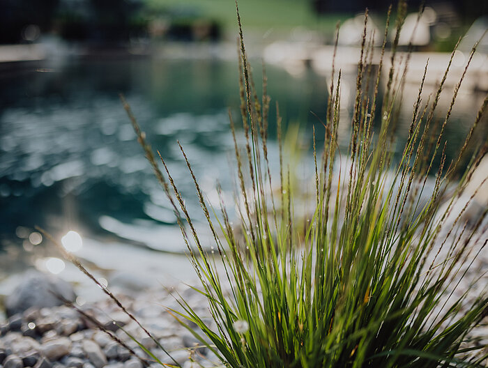 Pflanzen am Naturpool im Lürzerhof Wellnesshotel in Salzburg