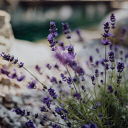 Lavendel am Bergseepool im Lürzerhof Wellnesshotel in Salzburg